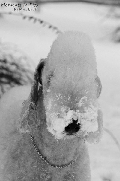 Airis Blue Volshebny Svet 2010-01-31 (17).JPG